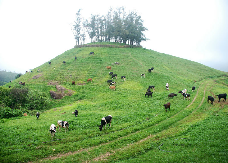 kurishumala ashram dairy farm